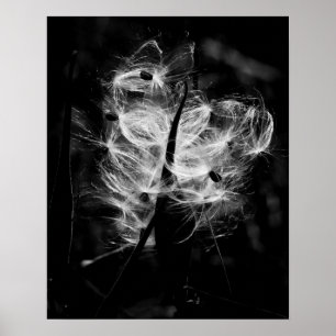 Affiches Milkweed de danse