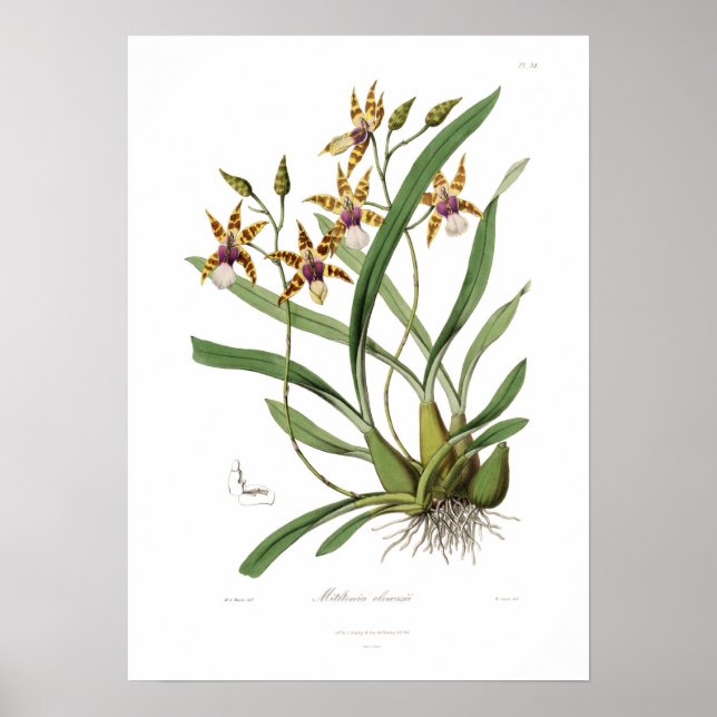 Affiches Miltonia clowesii. (Devant)