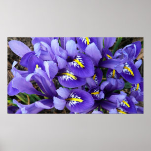 Affiches Miniature Bleu Irises Printemps Floral