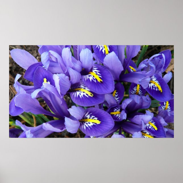 Affiches Miniature Bleu Irises Printemps Floral (Devant)