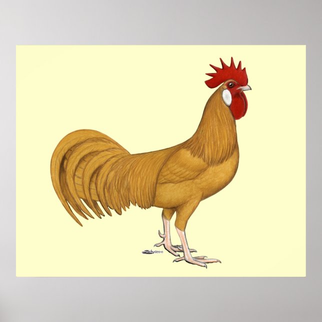 Affiches Minorque : Rooster Buff (Devant)