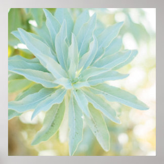 Affiches Mint Vert Succulent Cactus Fleur Nature Art Imprim