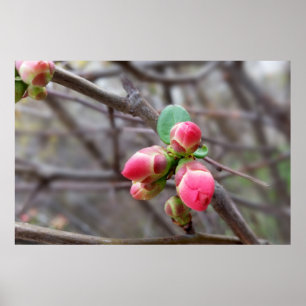 Affiches minuscules bourgeons rouges