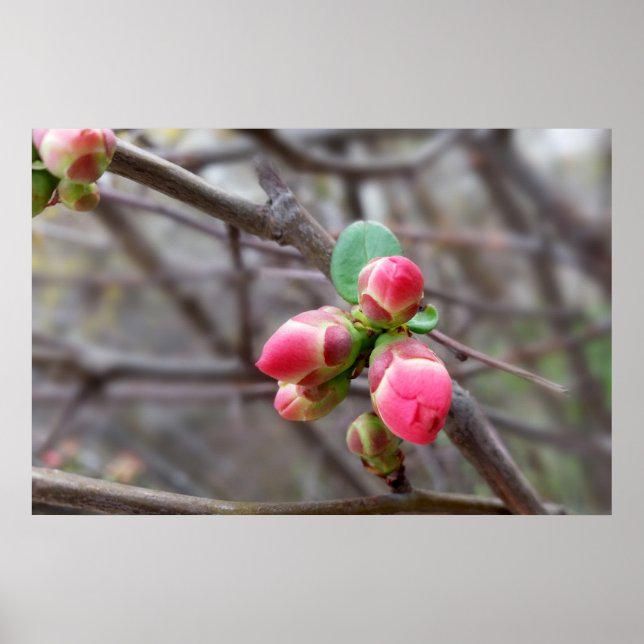 Affiches minuscules bourgeons rouges (Devant)