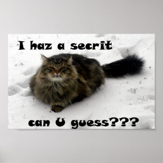 Affiches Mischievous Maine Coon dans la neige