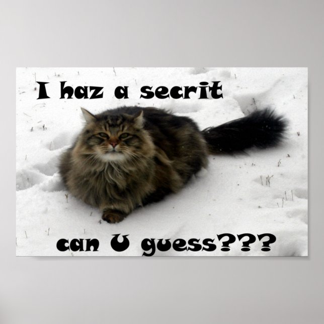 Affiches Mischievous Maine Coon dans la neige (Devant)