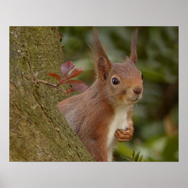 Affiches Mischievous Red Squirrel (Devant)