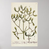 Mistletoe de 'A Curious Herbal', 1782