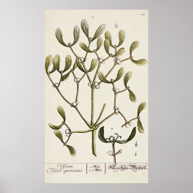 Affiches Mistletoe de 'A Curious Herbal', 1782 (Devant)
