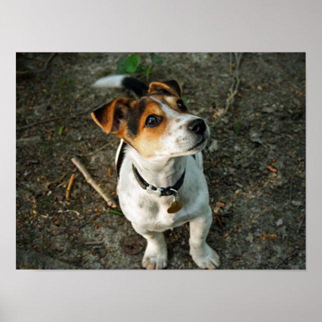 Affiches Misty in Woods (Devant)