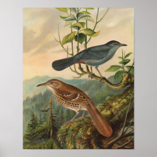 Affiches Mockingbird et Brown Thrasher