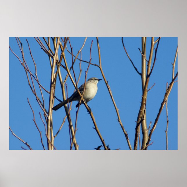 Affiches Mockingbird II (Devant)