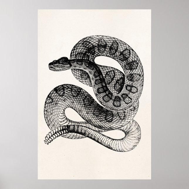 Affiches Modèle de serpent de dressage vintage (Devant)