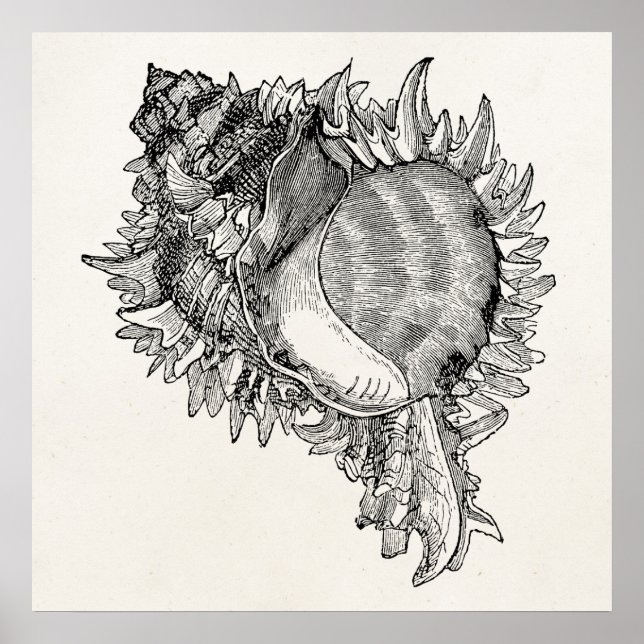 Affiches Modèle personnalisé vintage Ocean Seashell Shell (Devant)