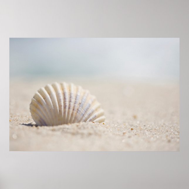 Affiches Mollusk Seashell (Devant)