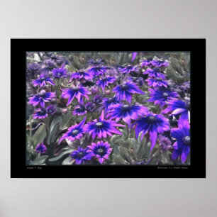 Affiches Moment de lumière noire dans l'affiche de Gloriosa