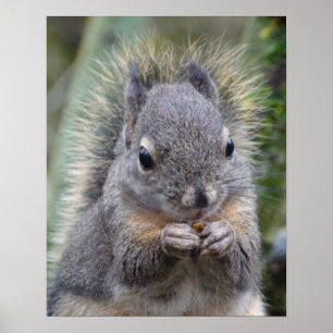 Affiches Mon ami Fuzzy