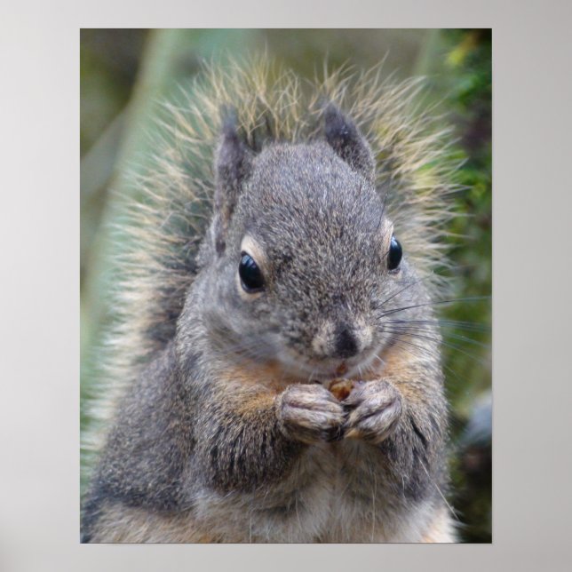 Affiches Mon ami Fuzzy (Devant)