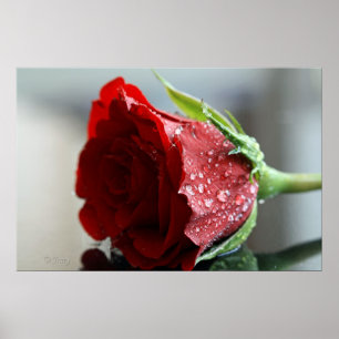 Affiches Mon Rose d'anniversaire.