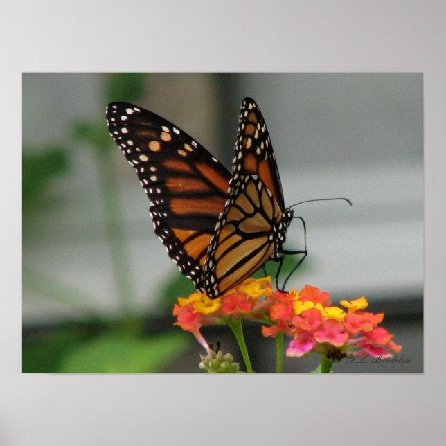 Affiches Monarch on Lantana (Devant)