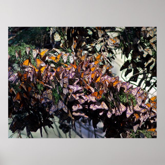Affiches Monarque Butterflies (Devant)