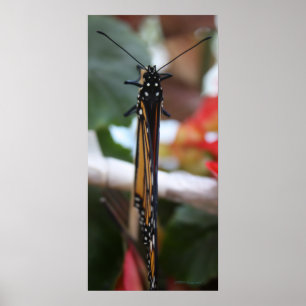 Affiches Monarque Posé Régal