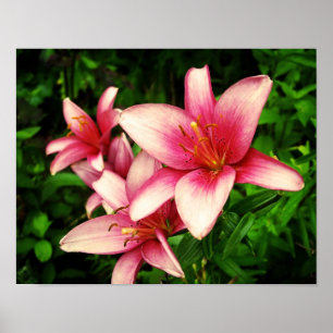 Affiches Moneymaker Lily