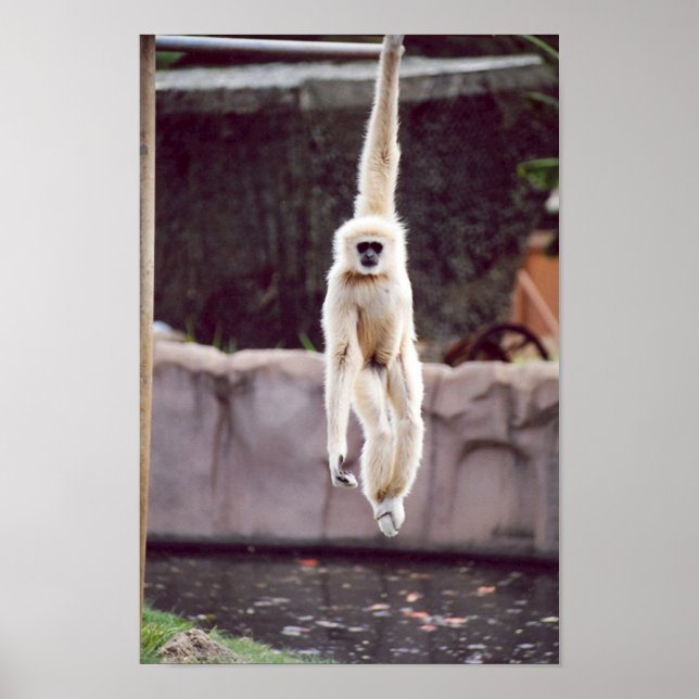Affiches Monkey (Devant)