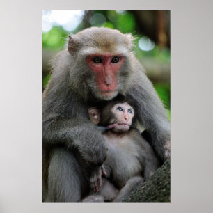 Affiches Monkey Breast Nourrir Son Bébé