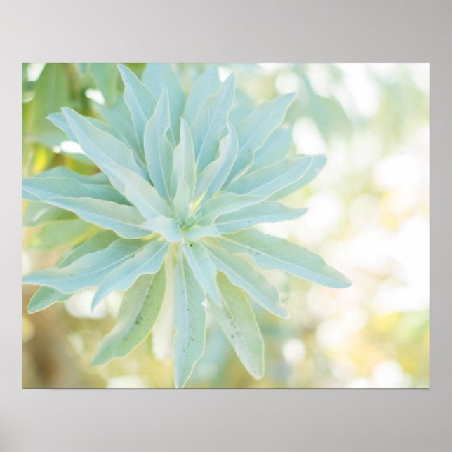 Affiches Monnaie Vert Succulent Cactus Fleur Nature Art (Devant)