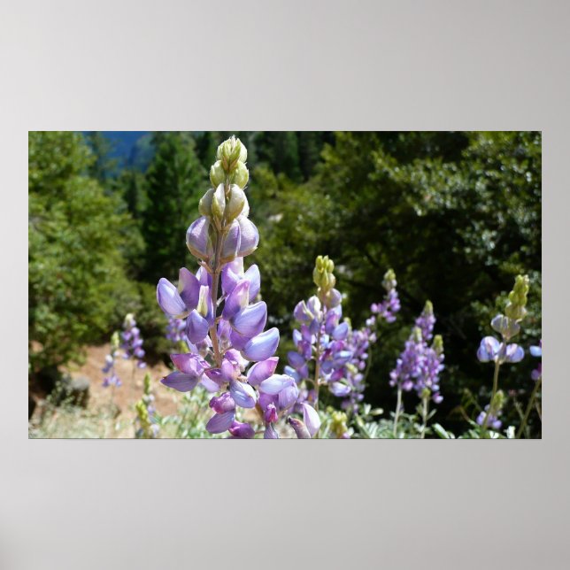Affiches Mont Lupins (Devant)