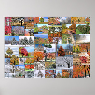 Affiches Montage d'arbres 28 x 20