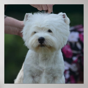 Affiches Montagne Terrier blanc occidentale mignonne