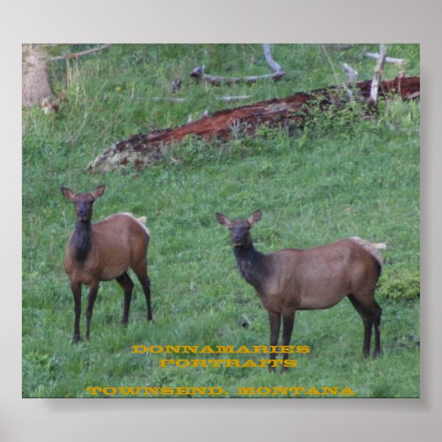 Affiches Montana Elk (Devant)