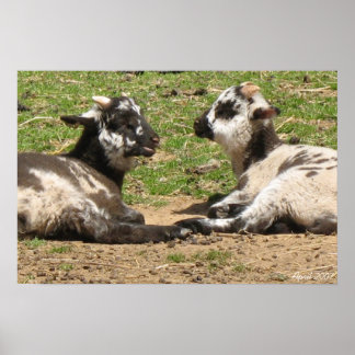 Affiches Monts Vernon pour moutons Bébé Avril 2007