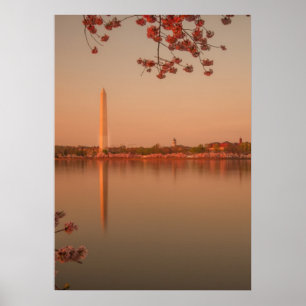 Affiches Monument de Washington Sakura au coucher du soleil