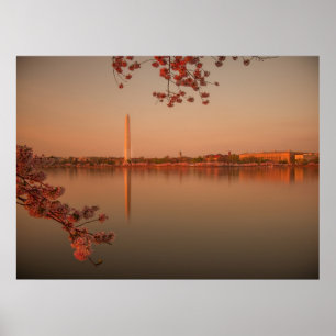 Affiches Monument de Washington Sakura au coucher du soleil