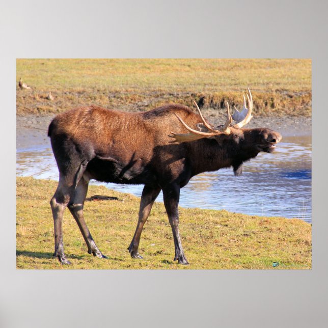 Affiches Moose dit "Fromage" (Devant)