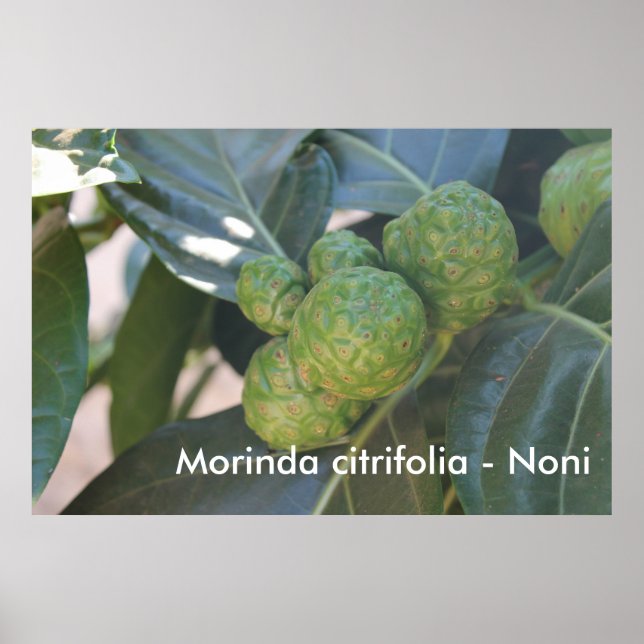 Affiches Morinda citrifolia - Noni (Devant)
