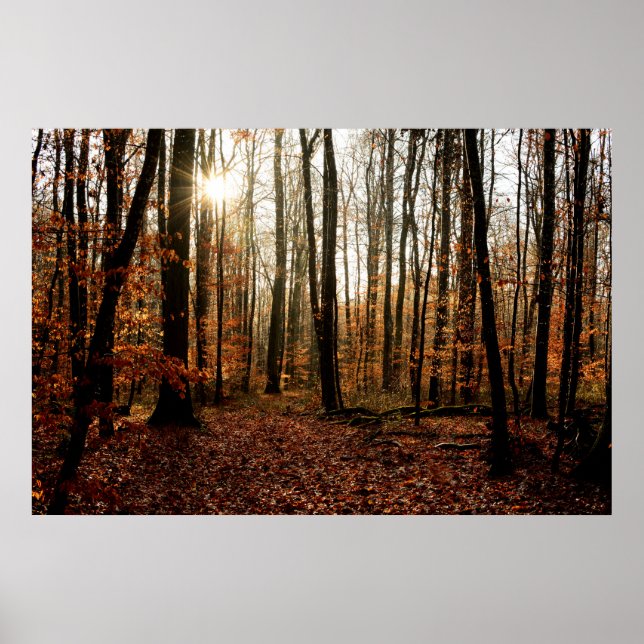 Affiches Morning sunfonctionnaires through the forest (Devant)