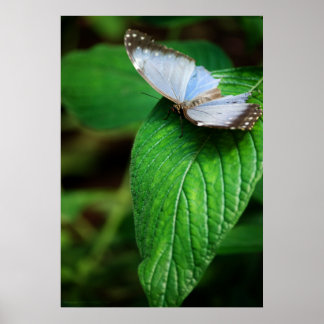 Affiches Morpho bleu 112 Imprimer