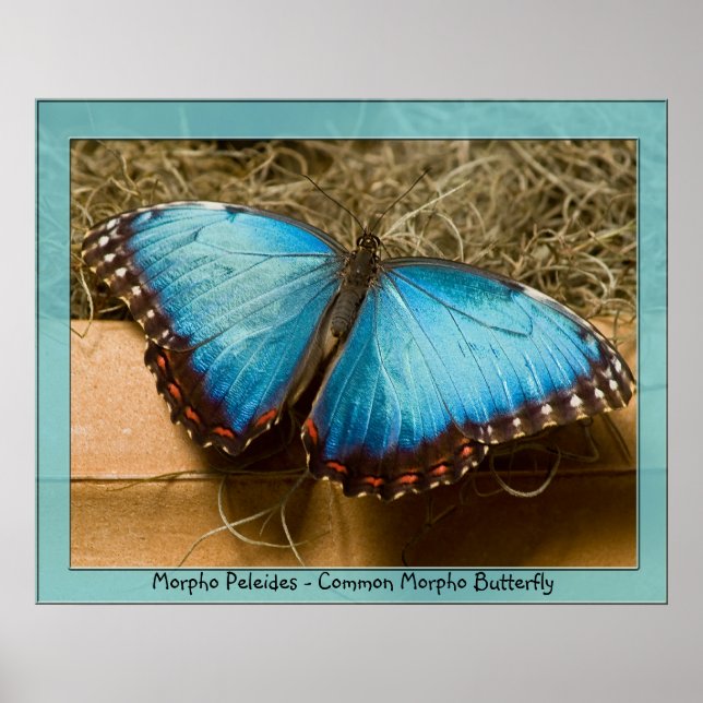 Affiches Morpho Peleides - Morpho commun ... (Devant)