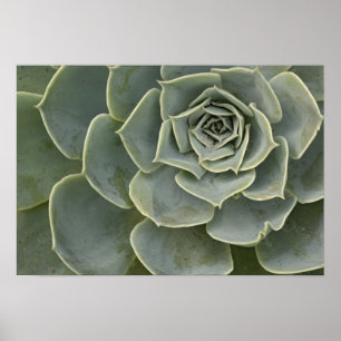 Affiches Motif de cactus