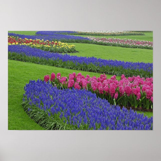 Affiches Motif de jacinthe des vignes, de tulipes et de (Devant)