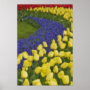 Affiches Motif de jardin de fleurs de Muscari et