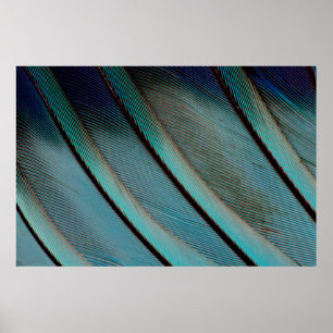 Affiches Motif de plume bleue