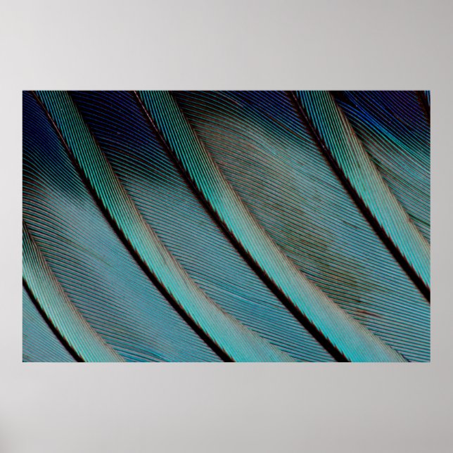 Affiches Motif de plume bleue (Devant)