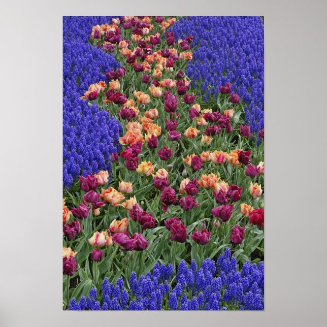 Affiches Motif de tulipes et de fleurs de jacinthe des vign (Devant)