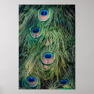 Affiches Motif Peacock Feather
