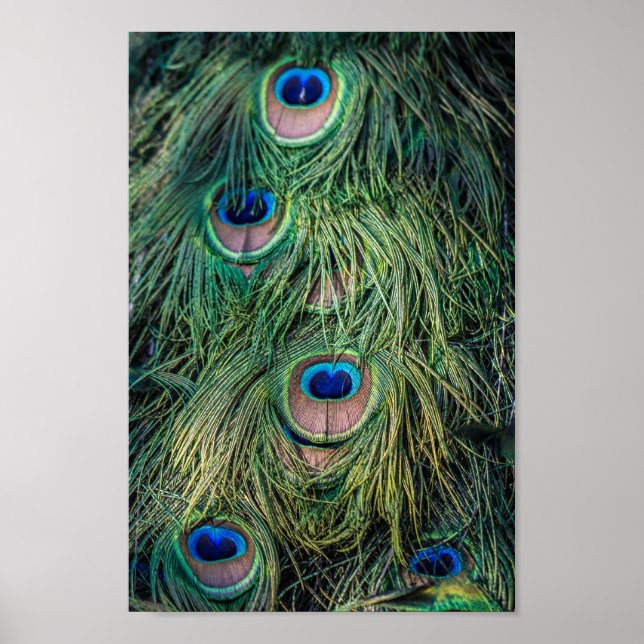 Affiches Motif Peacock Feather (Devant)